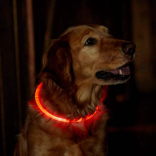 NightPaws™ Reflective LED Dog Collar